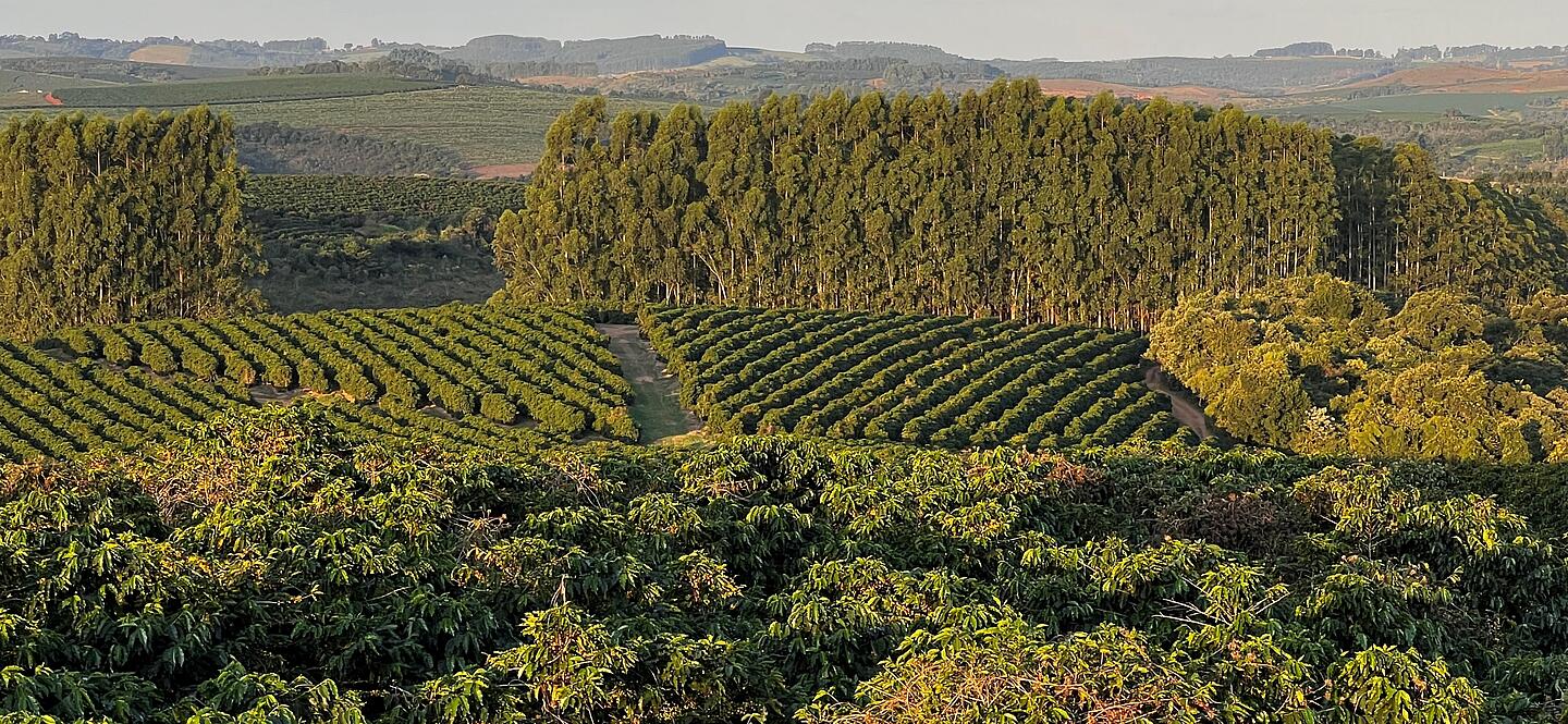 Coffee plantation in Brazil