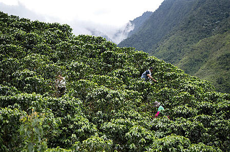 Tre coltivatori di caffè in una piantagione di caffè nell'area di coltivazione dell'altopiano