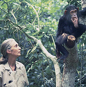 Jane Goodall kijkt naar chimpansees in een boom