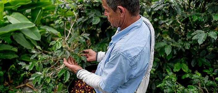 Pianta del caffè in fase di ispezione in una piantagione
