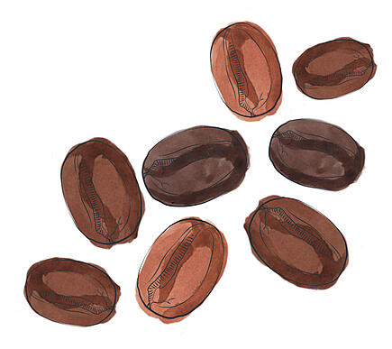 Illustration of robusta coffee beans
