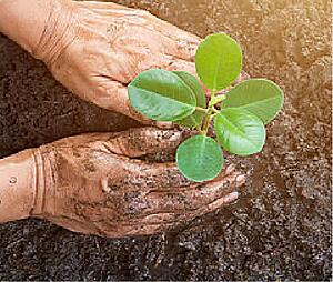 Two hands plant a tree seedling