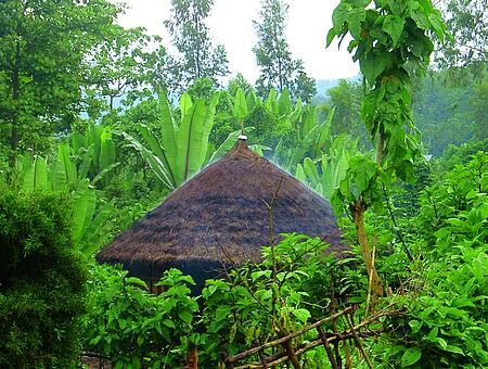 A small hut in the rainforest