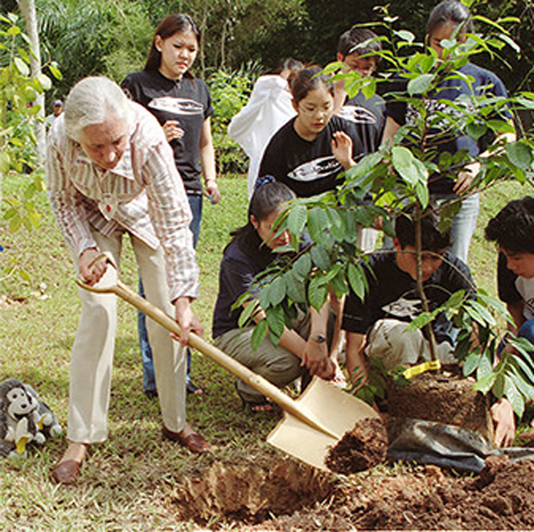 Jane Goodall plant een boom