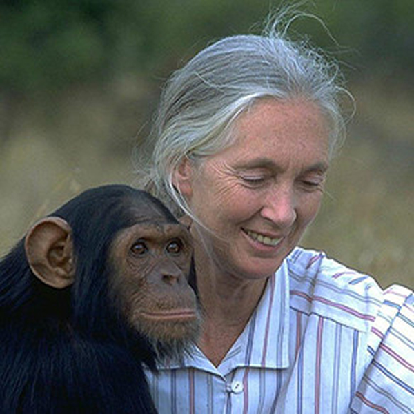 Jane Goodall su šimpanze ant rankos