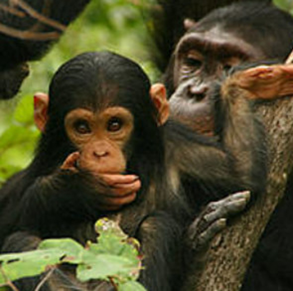 Femmina di scimpanzé con i piccoli su un albero