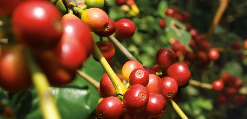 Zrelé červené kávovníkové plody na kre