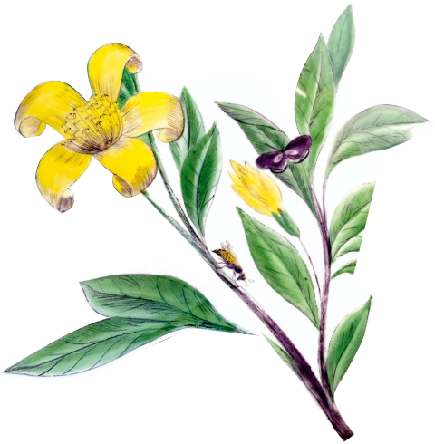 Blumenzweig mit gelber Blüte Käfer und Schmetterling