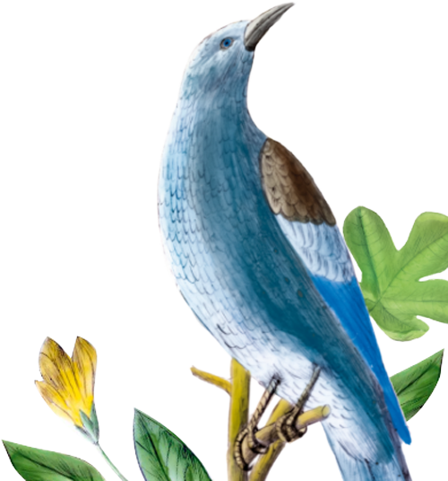 Illustration blauer Vogel