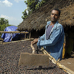 Un coltivatore di caffè asciuga le bacche di caffè in Etiopia