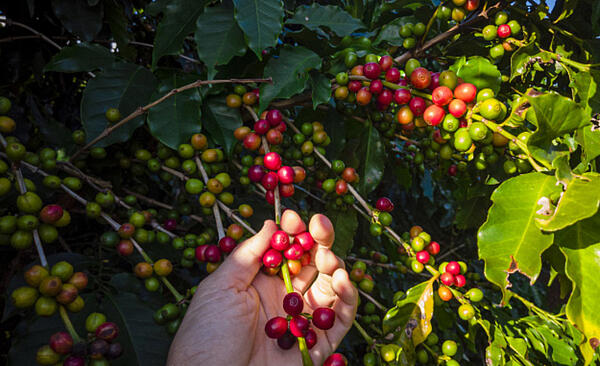 Kafijas audzētājs no kafijas koka paņem nogatavojušos sarkanus kafijas augļus