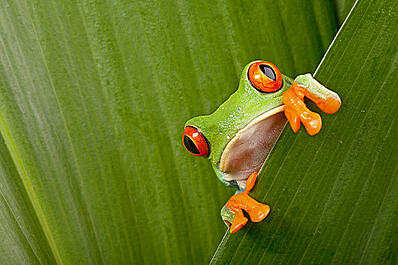 A red-eyed tree frog on a leaf
