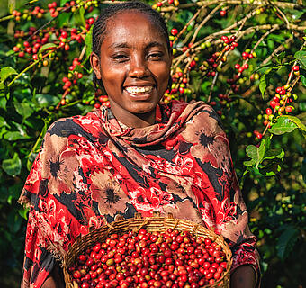 A harvest worker in front of coffee bushes, holding a basket full of red coffee cherries