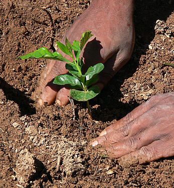 Coffee cultivation: two hands around a coffee seedling