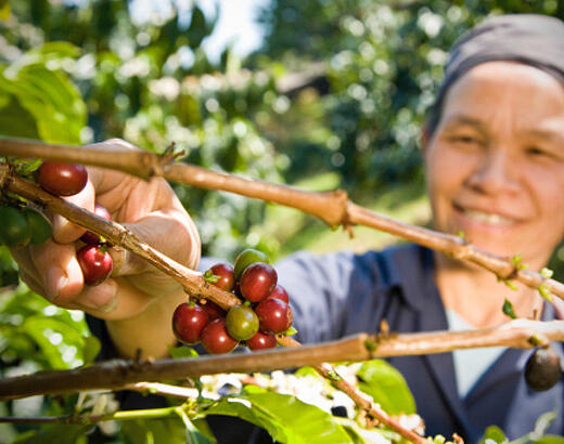A coffee farmer picks ripe coffee cherries from a coffee tree