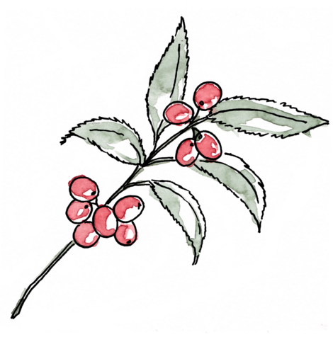 Illustration of a coffee plant and coffee cherries