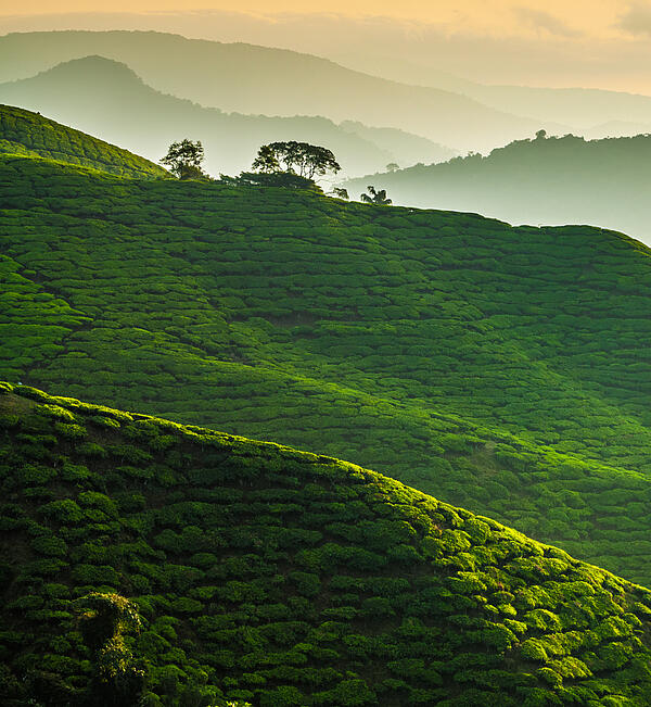 Szeroki widok na obszary uprawy herbaty