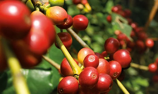 Rote reife Kaffeekirschen an einem Strauch