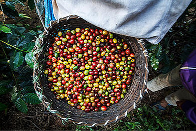 Pražená zrnková káva se sype z ruky do pytle na kávu