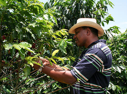 Egy kávétermelő ellenőrzi a kávé cseresznyék minőségét