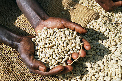 Two hands holding green, washed coffee beans