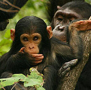 Šimpanzes mātīte ar pēcnācējiem uz koka