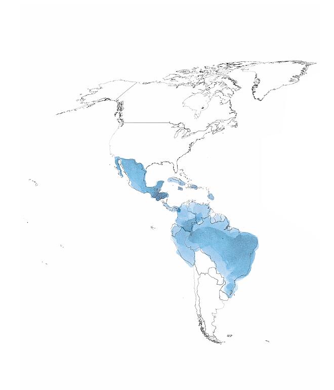 Illustration of coffee-growing regions in Central and South America