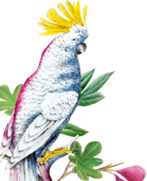 Obrázok kakadu
