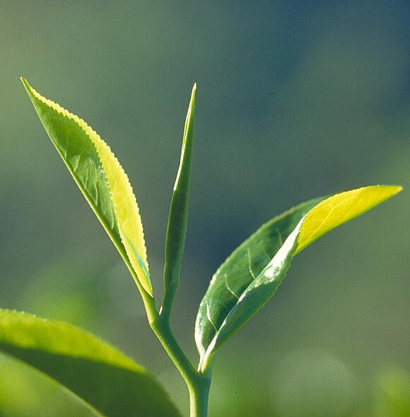 Nahaufnahme einer Teepflanze