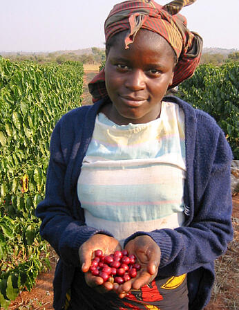 Žena při sklizni ukazuje červené kávové třešně
