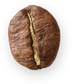 Zrnko kávy robusta