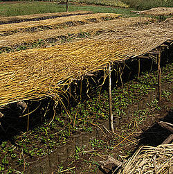 Les plants de caféier sur une plantation de café