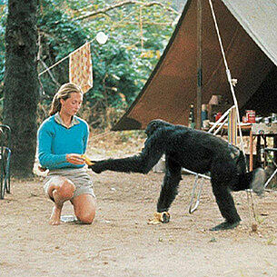 Jane Goodall füttert eine Banane an einen Schimpansen
