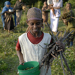 Äthiopisches Kind hält gesammelte Stöcker und gepflückte Kaffeekirschen