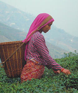 Derliaus nuėmėja skina arbatos lapus arbatos plantacijoje