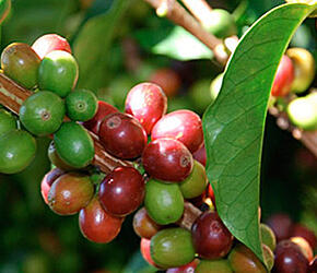 Rote und grüne Kaffeekirschen an einem Strauch