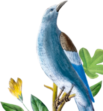 Illustration blauer Vogel
