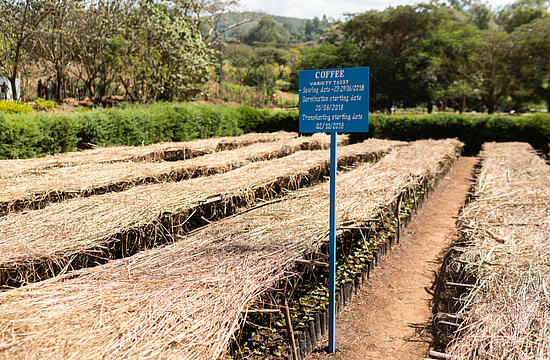 Coffee seedlings on a coffee plantation