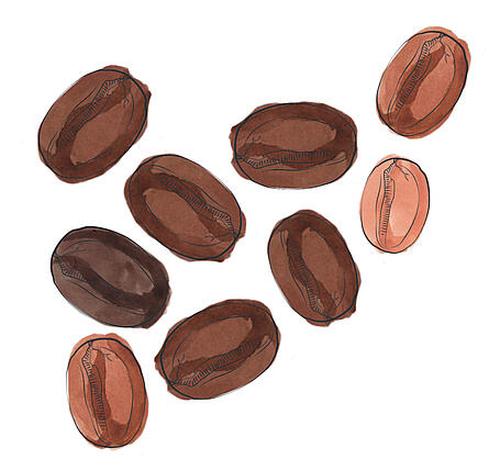 Illustration of arabica coffee beans