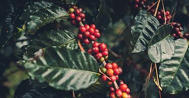 [Translate to Englisch:] Kaffeebaum Kaffee Plantage Kaffeestrauch