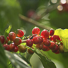 Red coffee cherries on a coffee bush