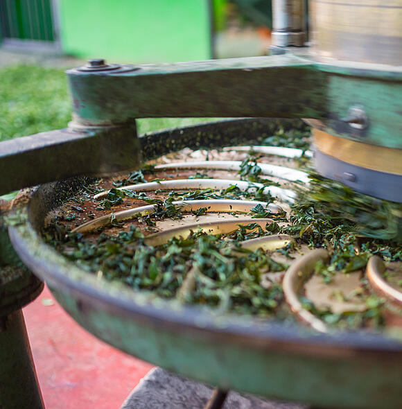 Teeblätter werden in Maschine gerollt