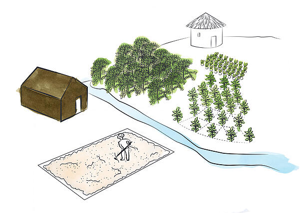 Ilustrácia pestovania kávy na kávovej plantáži