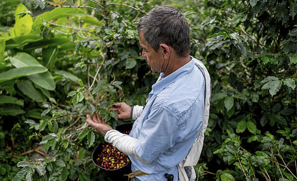 A coffee farmer collects coffee cherries picked from a coffee tree