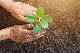 Cultivarea cafelei: două mâini plantează un răsad